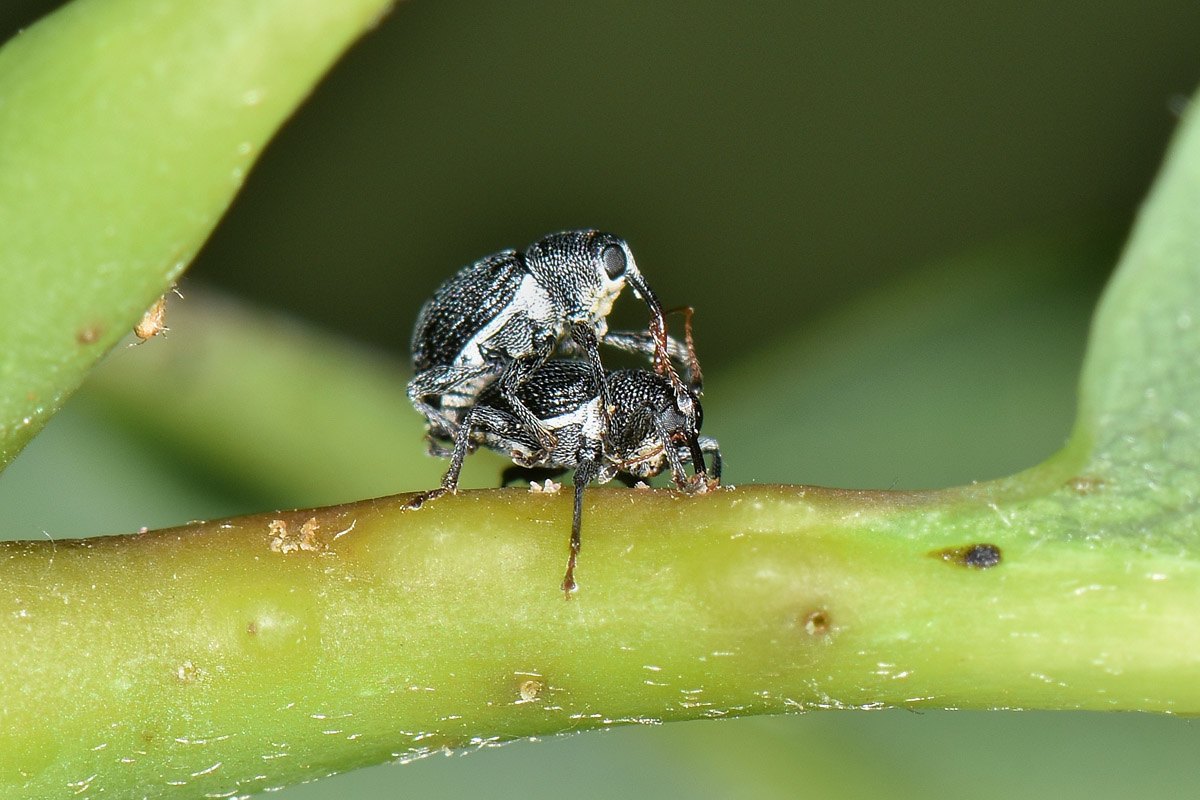 Curculionidae: Archarius pyrrhoceras